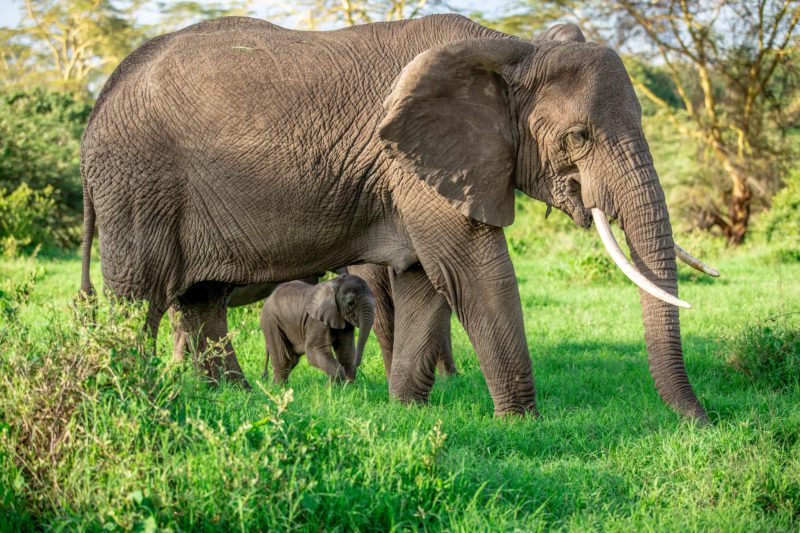 Elephant Safaris with World Adventure Tours