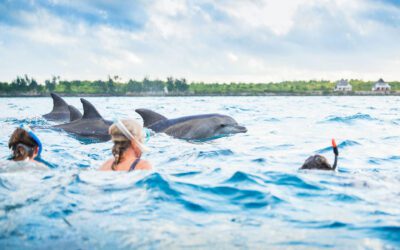 Kizimkazi Dolphin Adventure