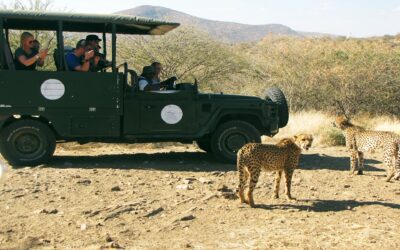 Leopard Feeding and Game Drive